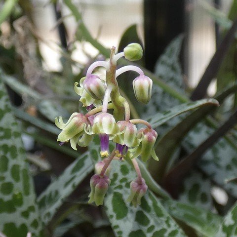 Ledebouria socialis 'Violacea' 22122202.JPG