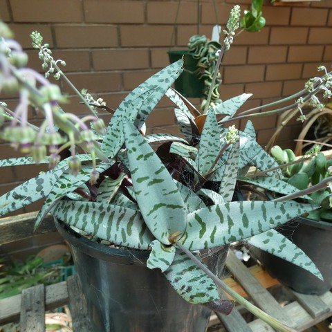 Ledebouria socialis 'Zebrina' 22122201.JPG