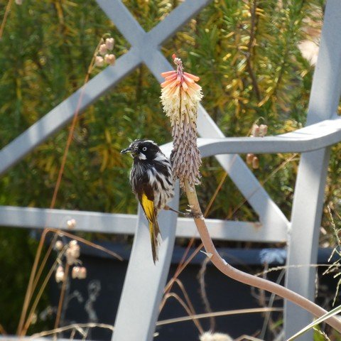 Phylidonyris novaehollandiae - New Holland Honeyeater on Kniphofia uvaria 22122202.JPG