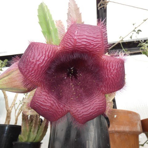 Stapelia leendertziae X Stapelia grandiflora 22122302.JPG