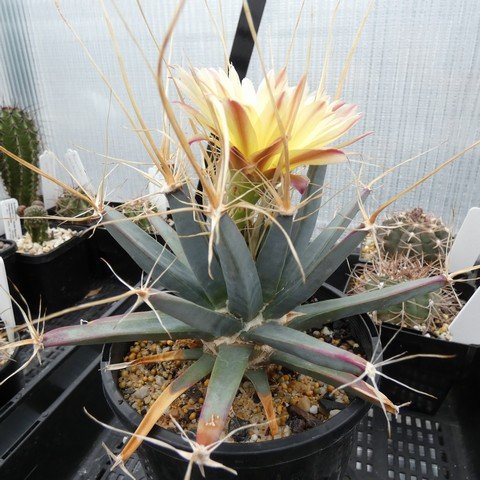 Leuchtenbergia principis 01 22122301.JPG