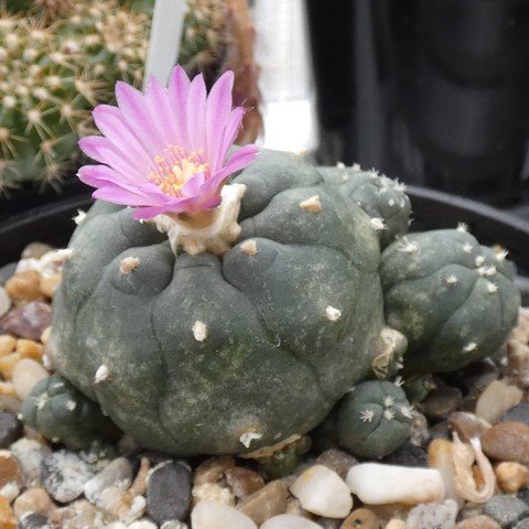 Lophophora williamsii var jourdaniana 01 22122301.JPG