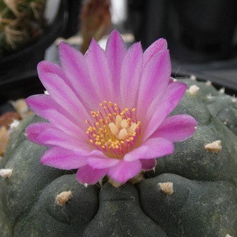 Lophophora williamsii var jourdaniana 01 22122302.JPG