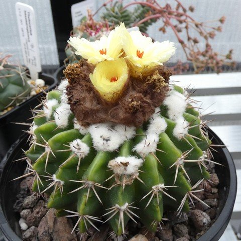 Parodia erinacea 22122301.JPG