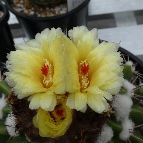 Parodia erinacea 22122302.JPG