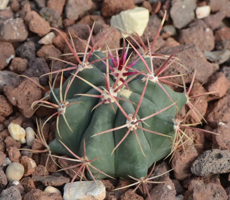 DSC_5799 (prov. Ferocactus cf. latispinus (Cactaceae) (desconocido))_redimensionar.jpg