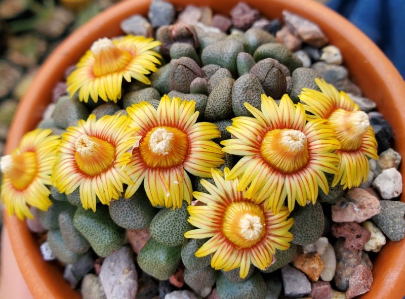 Aloinopsis schooneesii