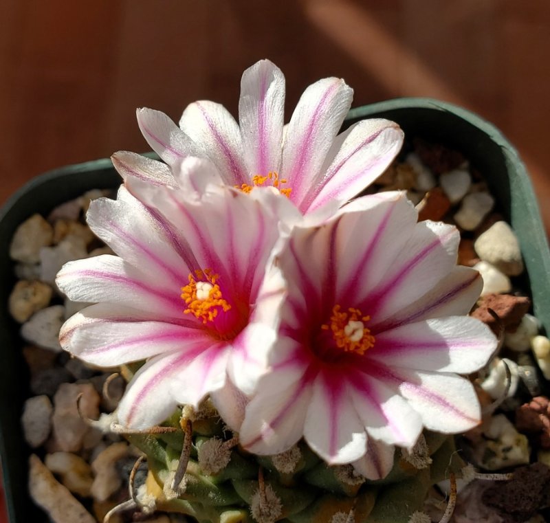 Turbinicarpus andersonii