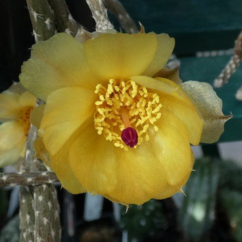 Pterocactus tuberosus 01 22122802.JPG