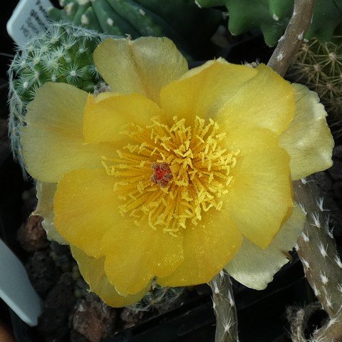 Pterocactus tuberosus 01 22122805.JPG