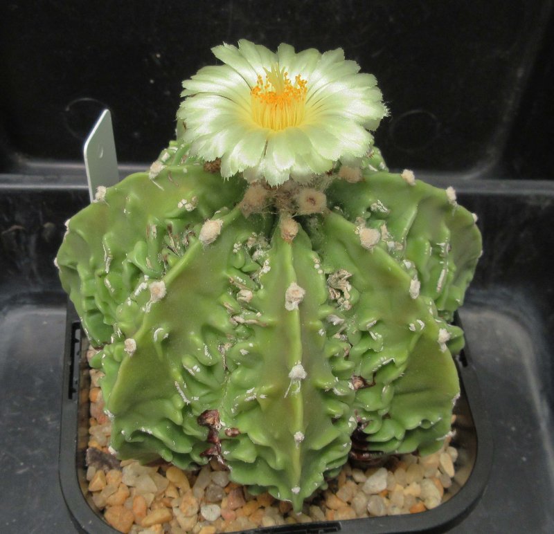 A. hybrid, fukuryu banjyaku