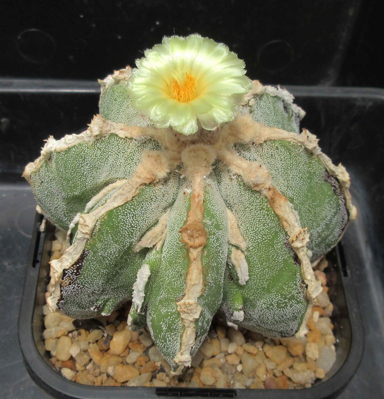 A. hybrid, fukuryu hakujou banjyaku