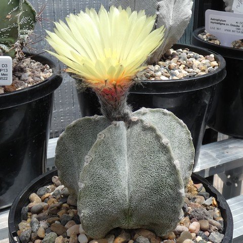 Astrophytum coahuilense 04 22122901.JPG