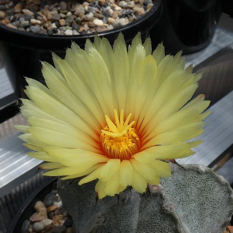 Astrophytum coahuilense 04 22122902.JPG