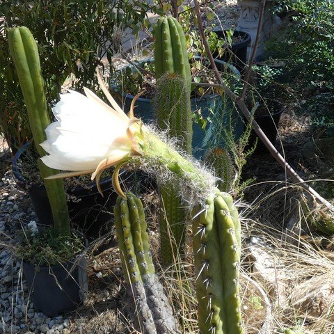 Trichocereus bridgesii (Echinopsis lageniformis) 01 22122601.JPG