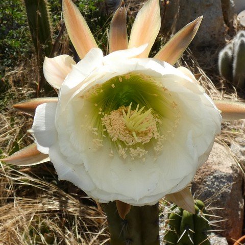 Trichocereus bridgesii (Echinopsis lageniformis) 01 22122602.JPG