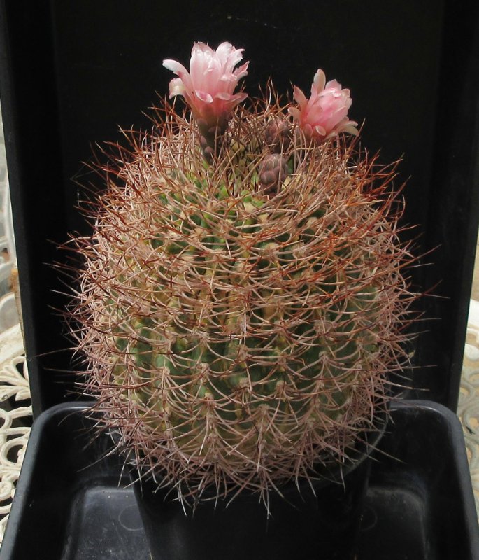 G. monvillei v horidispinum