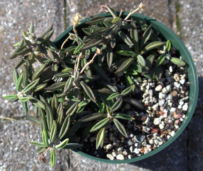 rsz 2022-10-11 E. cylindrifolia 1.jpg