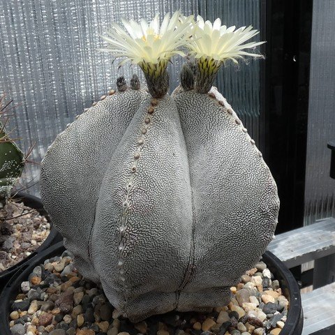 Astrophytum myriostigma cv Onzuka 03 22122901.JPG