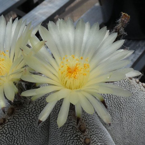 Astrophytum myriostigma cv Onzuka 03 22122902.JPG