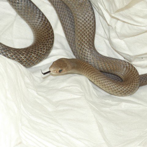 Pseudonaja textilis (Eastern Brown Snake) 22123001.JPG