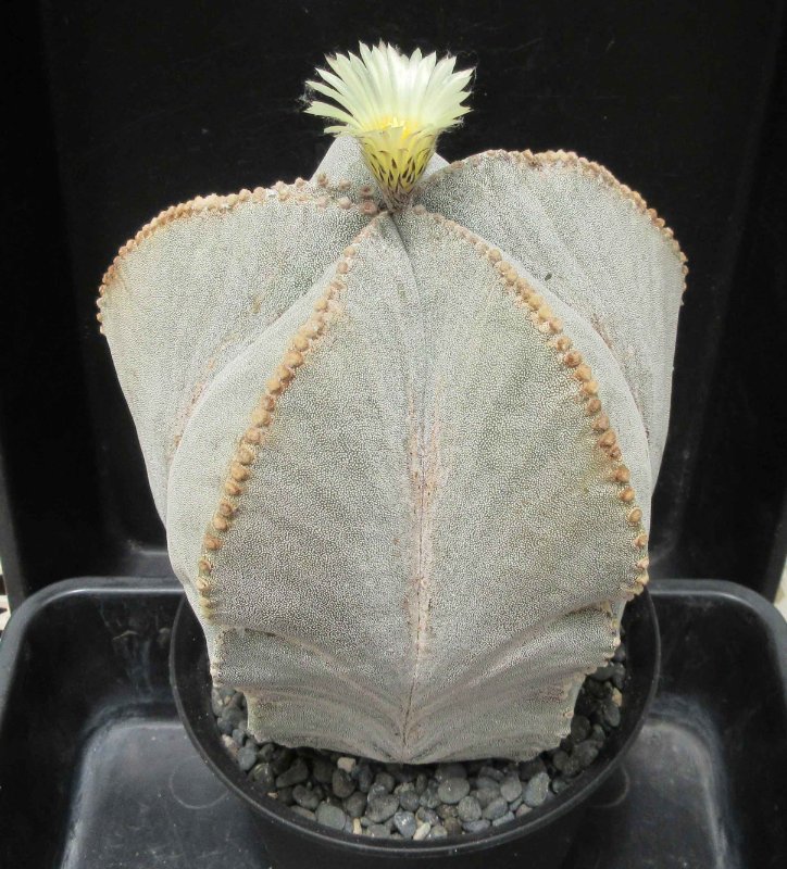 A. myriostigma