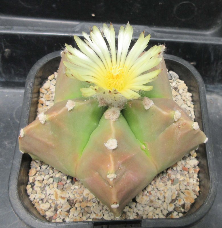 A. myriostigma v nudum