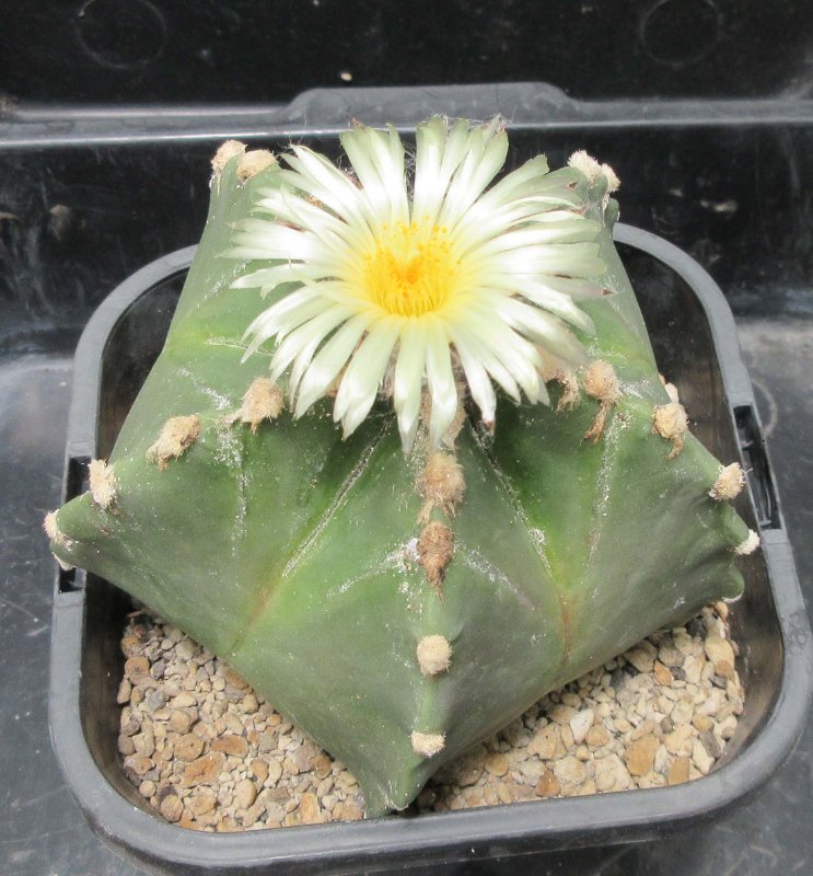 A. myriostigma v nudum