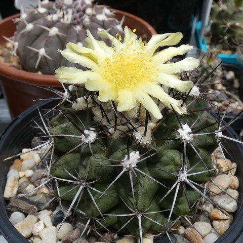 Copiapoa esmeraldana 22123001.JPG