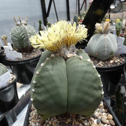 Astrophytum myriostigma var quadricostatum f nudum 05 22123001.JPG