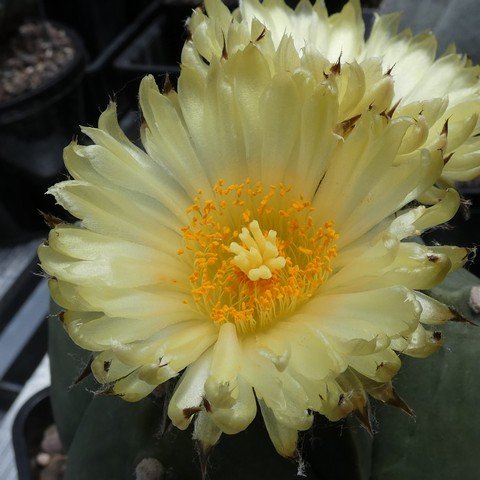 Astrophytum myriostigma var quadricostatum f nudum 05 22123002.JPG