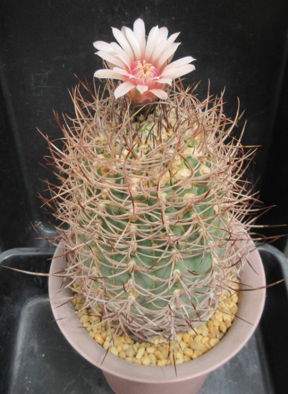 Gymnocalycium monvillei v horidispinum