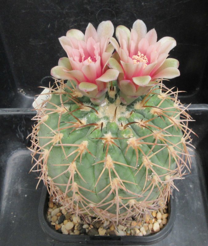 Gymnocalycium spegazzinii v loricatum