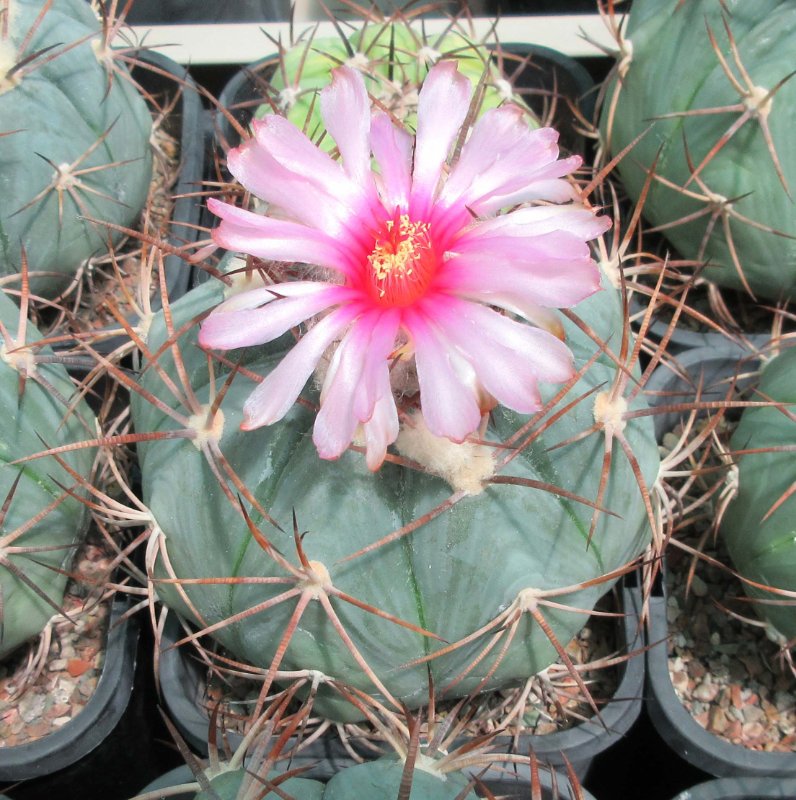 Echinocactus horizonthalonius