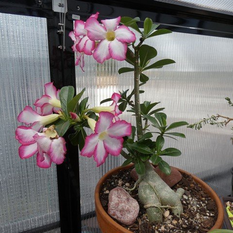 Adenium obesum 01 22123001.JPG