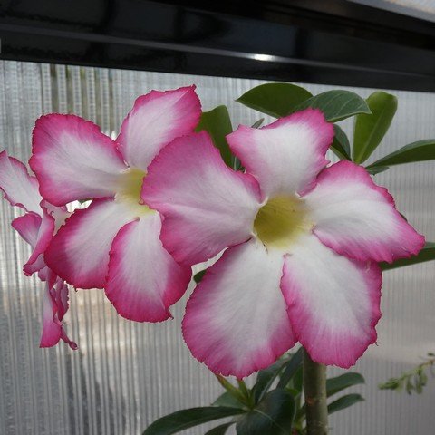 Adenium obesum 01 22123002.JPG