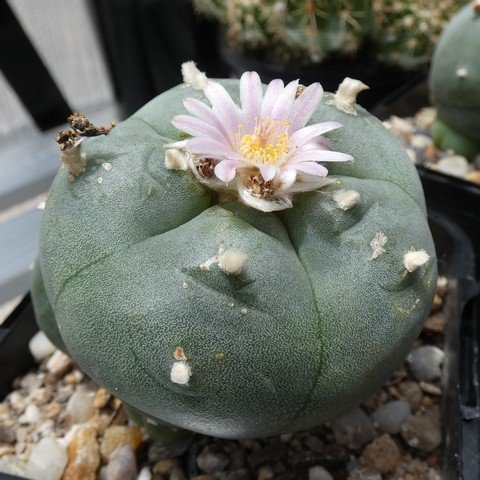 Lophophora williamsii 01 22123001.JPG