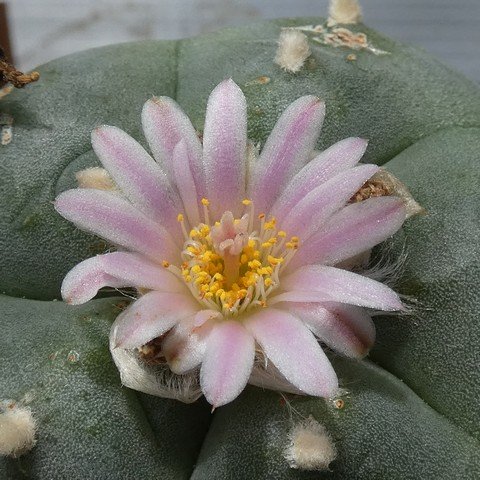 Lophophora williamsii 01 22123002.JPG