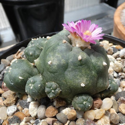 Lophophora williamsii var jourdaniana 01 22123001.JPG