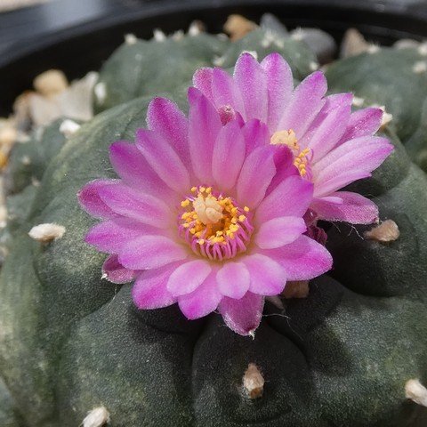 Lophophora williamsii var jourdaniana 01 22123002.JPG