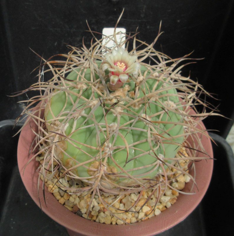 G. spegazzinii v ornatum