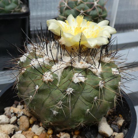 Copiapoa mollicula 01 23010101.JPG