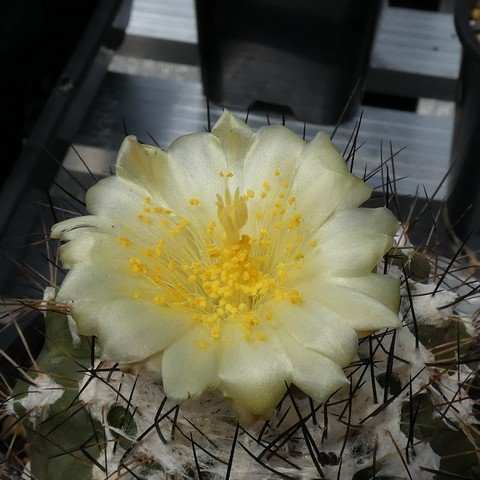 Copiapoa mollicula 01 23010102.JPG