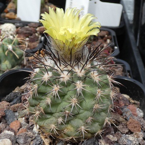 Islaya copiapoides 01 23010101.JPG