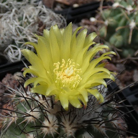 Islaya copiapoides 01 23010102.JPG