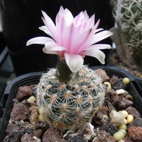 Gymnocalycium bruchii ssp pawlovskyi 01 23010101.JPG