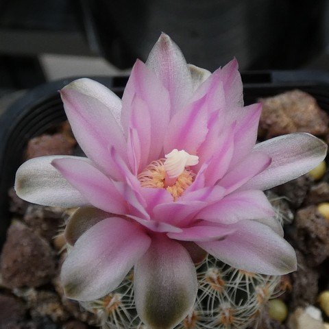 Gymnocalycium bruchii ssp pawlovskyi 01 23010102.JPG