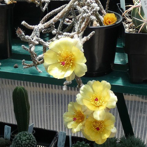 Pterocactus tuberosus 02 22123001.JPG