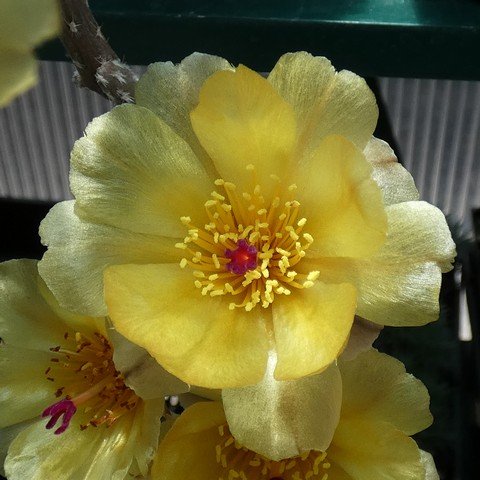 Pterocactus tuberosus 02 22123002.JPG