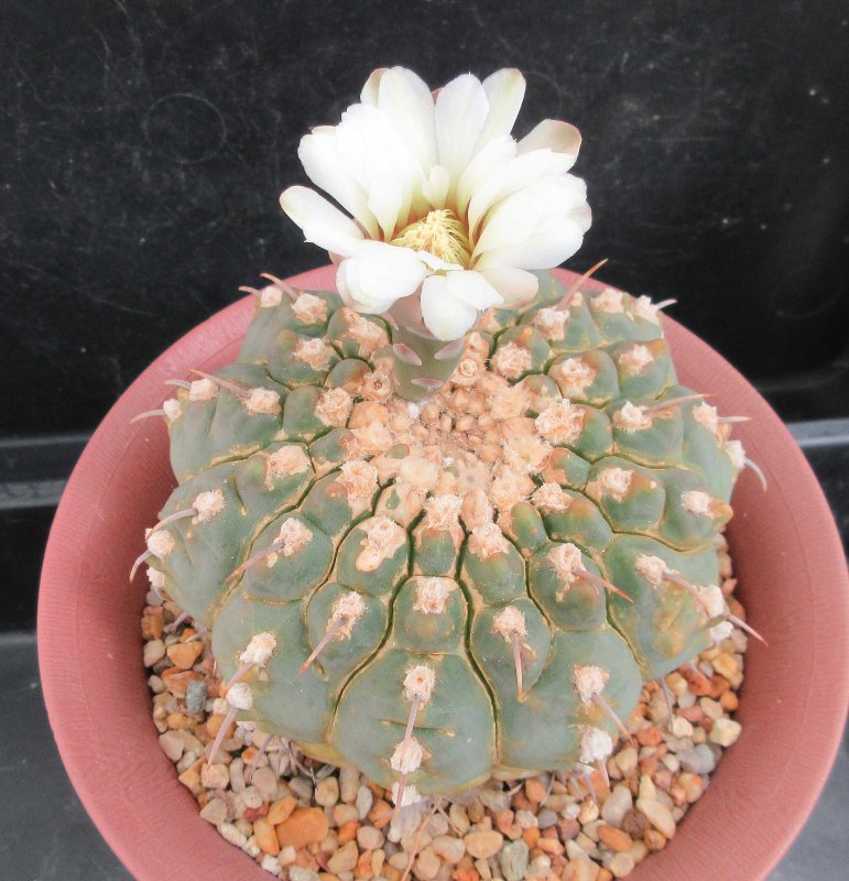 Gymnocalycium vatteri